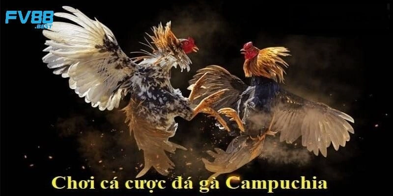 Luật phân định thắng thua của đá gà Campuchia