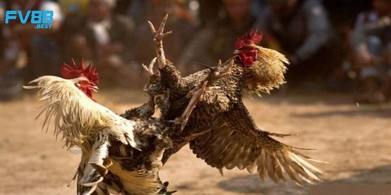 Cách phân định thắng thua