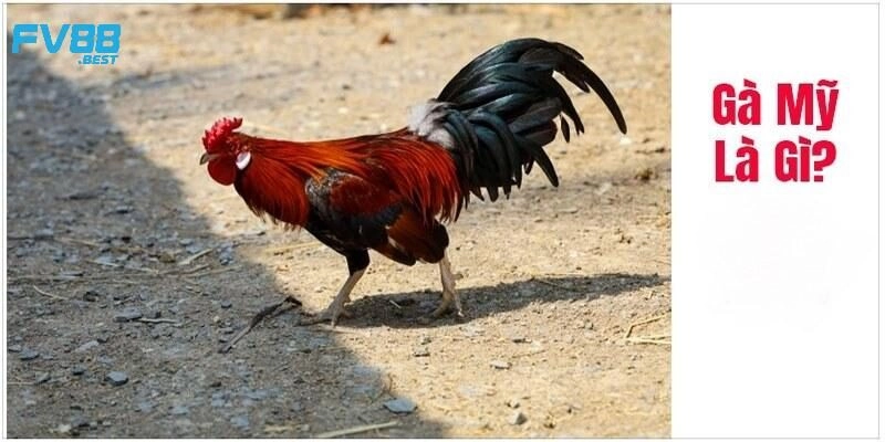 Điểm thu hút của bộ môn chọi gà Mỹ
