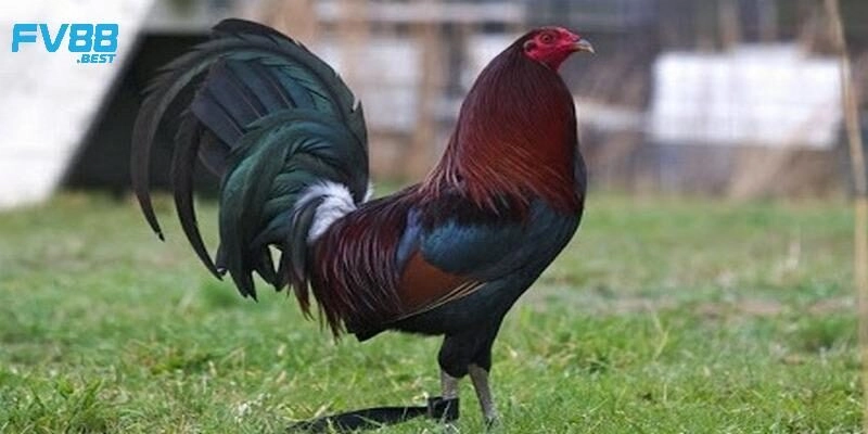 Giới thiệu các dòng gà chọi Mỹ nổi tiếng nhất