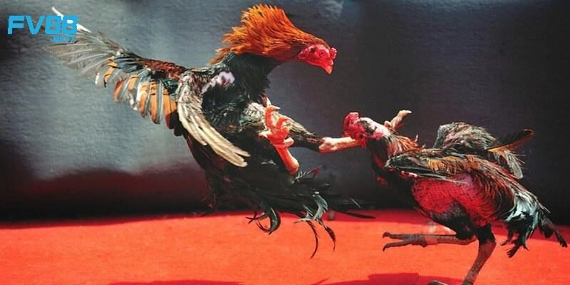 Chọi gà Mỹ siêu kịch tính
