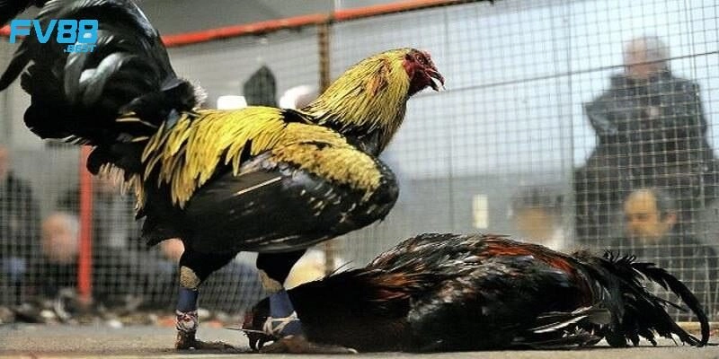 Khái quát vài nét cơ bản về đá gà Philippines