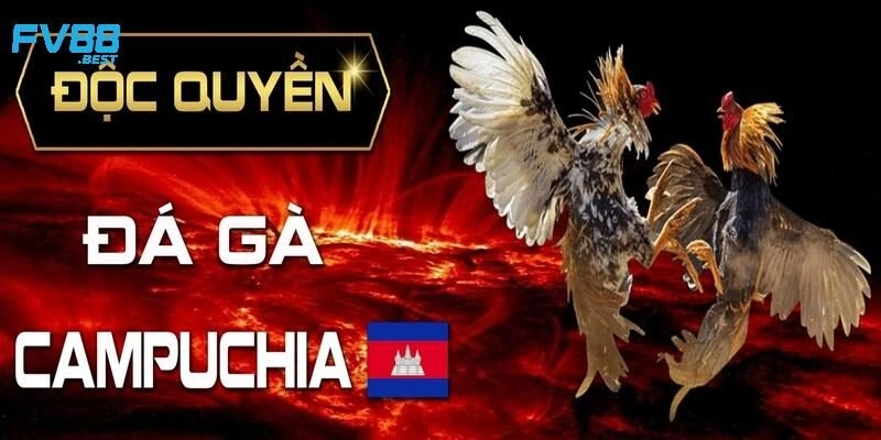 Giới thiệu khái quát về đá gà Campuchia chia