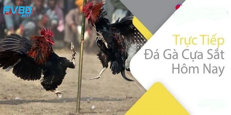 Đá gà cựa sắt là gì?