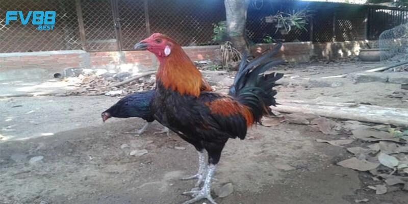 Sự kịch tính của đá gà Peru tại nhà cái