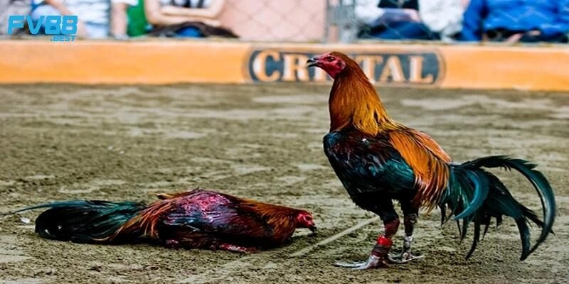 Giới thiệu về đá gà Peru
