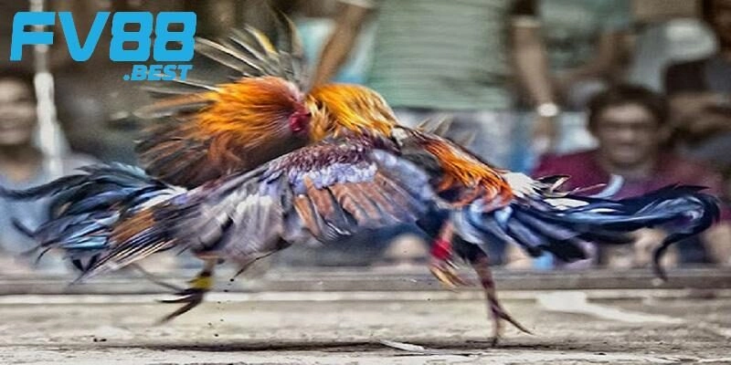 Các loại cá cược đá gà phổ biến