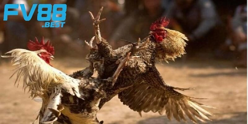Mẹo chơi đá gà dễ giành chiến thắng