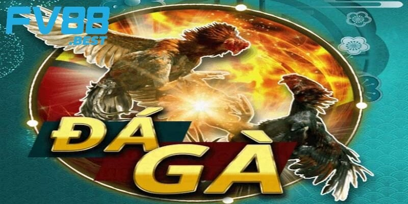 Tại sao nên tham gia cá cược đá gà tại FV88?