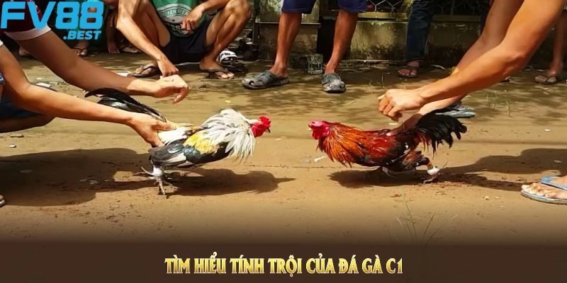 Thông tin sơ lược cần nắm về hình thức đá gà trực tiếp C1