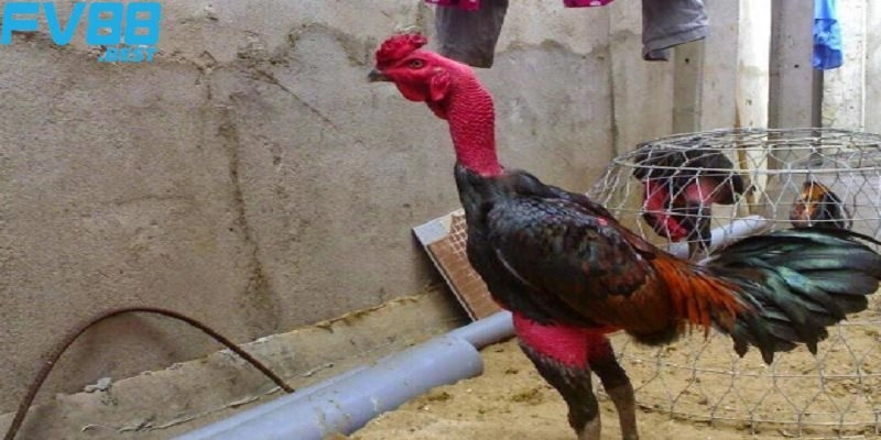Luật tham gia các trận đá gà C1 thu hút nhiều thành viên