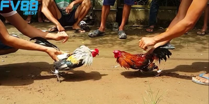 Những thông tin về hình thức giải trí đá gà tre được nhiều người quan tâm