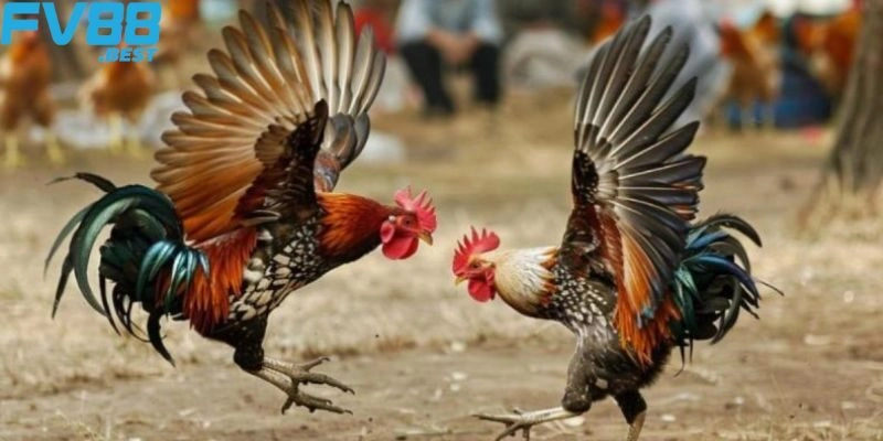 Luật tham gia các trận đá gà được khá nhiều người chơi quan tâm