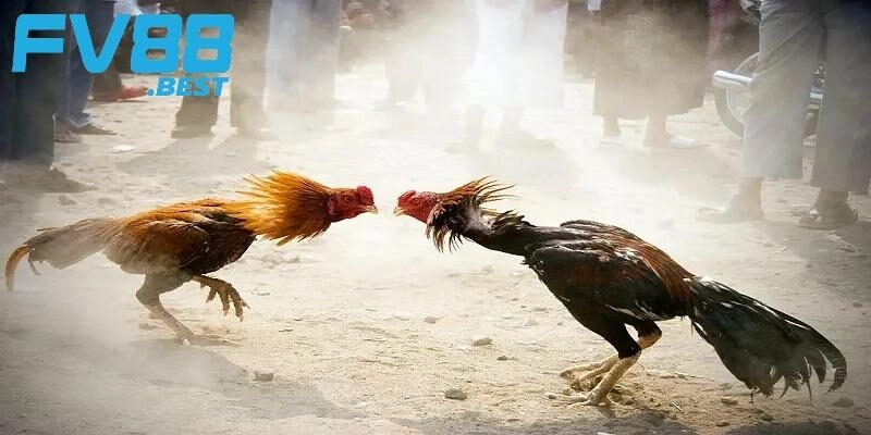 Các hình thức trực tiếp đá gà hot hit