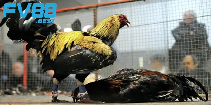 Các ưu điểm của trực tiếp đá gà FV88