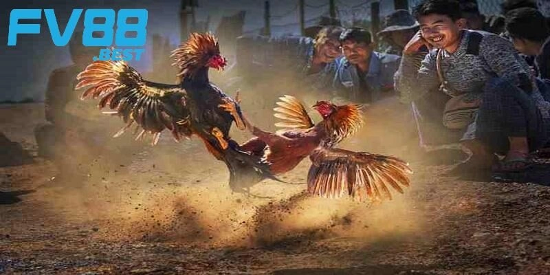 Cách thức chơi đá gà tại FV88