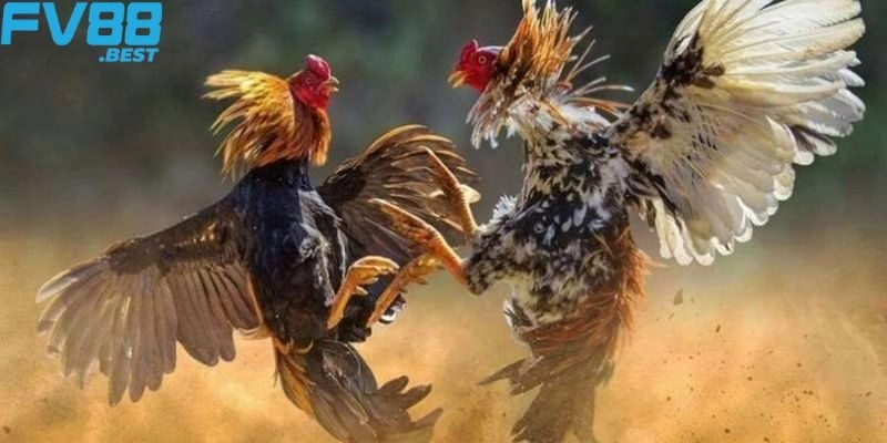 Lười quan trọng trong khi lựa chọn này phù hợp để đá gà